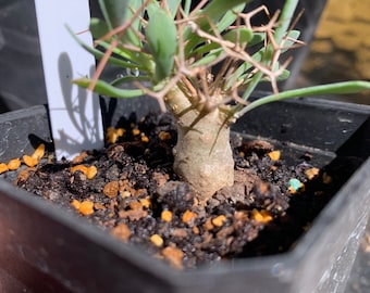 Othonna SP - plante vivante - succulente