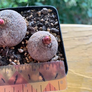 Euphorbia fischeriana