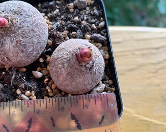 Euphorbia fischeriana