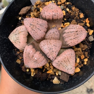 Haworthia