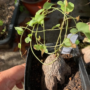Dioscorea hemicryptas - Piede d&#39;elefante