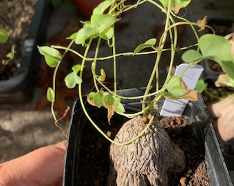 Dioscorea hemicryptas- Elephant&#39;s Foot