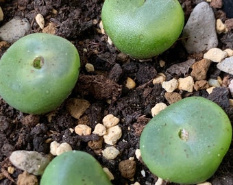 Conophytum phoeniceum