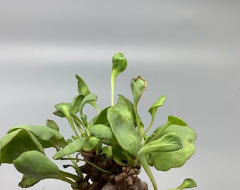 Othonna herrei- live plant -Succulent