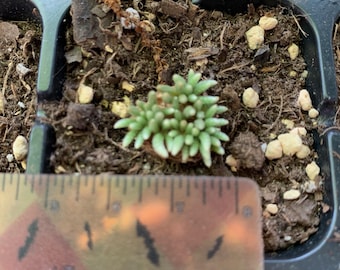 Avonia quinaria