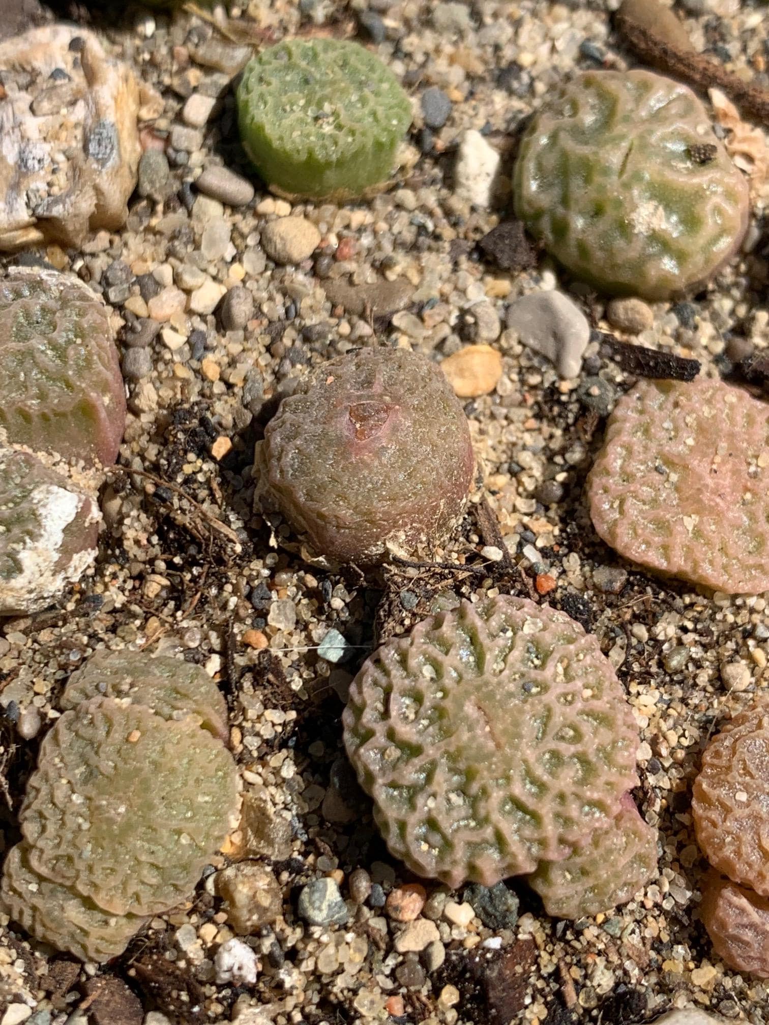 Conophytum pageae - Etsy 日本
