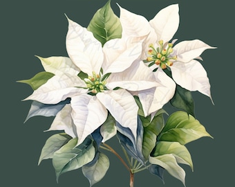 White Poinsettia PNG, Christmas Floral Clipart, Winter Flowers, Digital Download Commercial Use