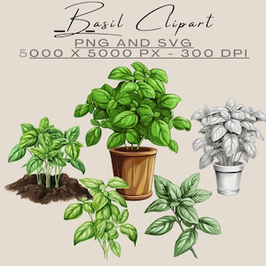 Basil Clipart, Culinary Herbs Clipart, Botanical Kitchen Garden PNG SVG Cut Files, Digital Download, Commercial Use