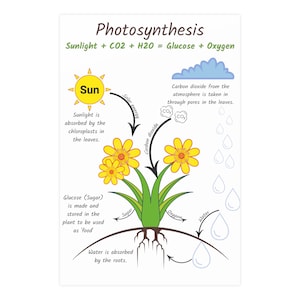 Photosynthesis Poster, Science Teacher, Biology Classroom Anchor Chart, Homeschool Resources, STEM Education Poster, Science Class Decor