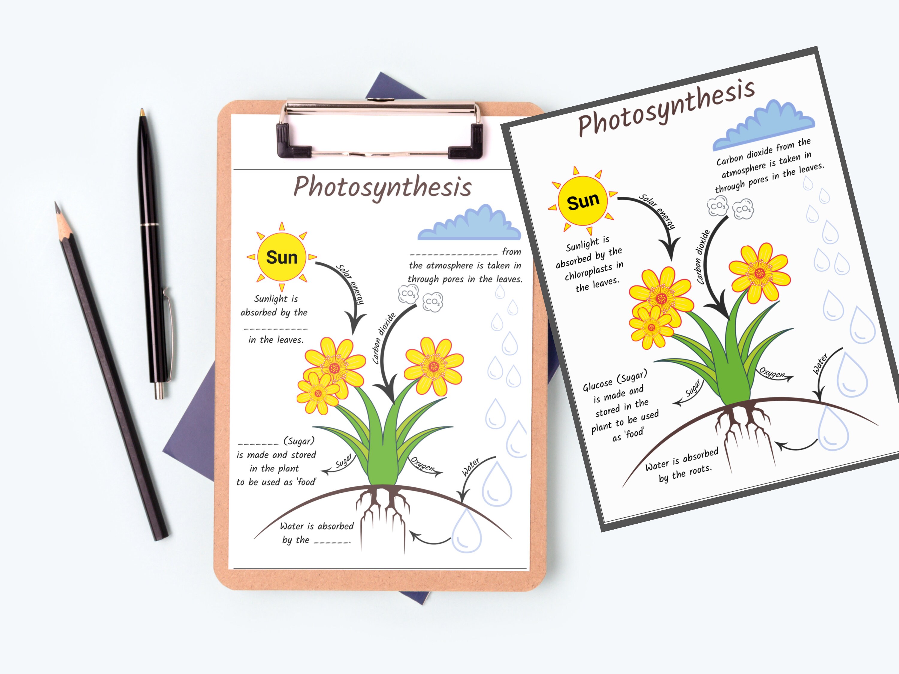 Photosynthesis Anchor Chart, Science Teacher Printable Poster, Biology