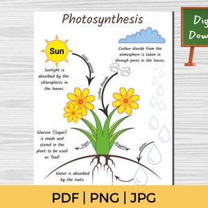Ankergrafiek fotosynthese, afdrukbare poster natuurkundeleraar, decor biologie klas, pdf-werkblad thuisonderwijs STEM-onderwijs