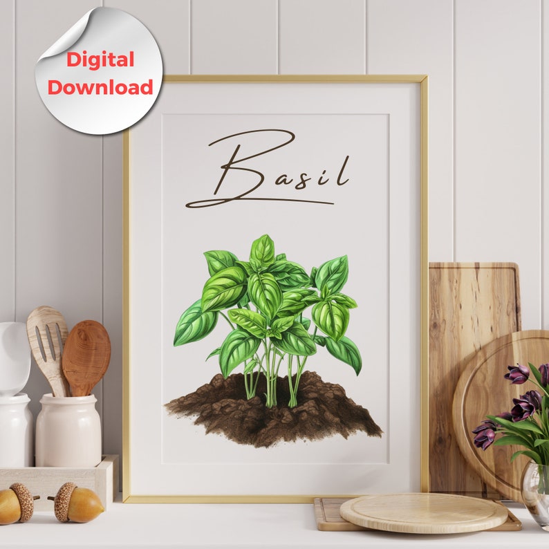 Basil Clipart, Culinary Herbs Clipart, Botanical Kitchen Garden PNG SVG ...