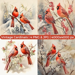 Cardinal rouge PNG, papier numérique imprimable hiver, oiseau cardinal sur une branche, sublimation, fabrication de cartes, ornements de Noël aquarelle