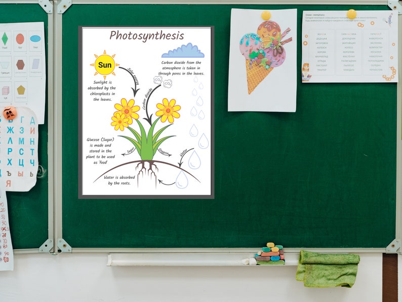 Photosynthesis Anchor Chart, Science Teacher Printable Poster, Biology