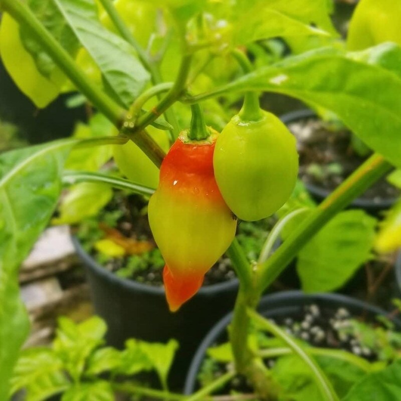 Pimento Pepper Plant Etsy