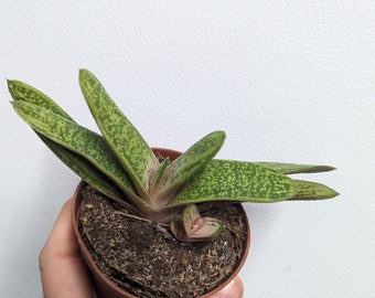 Gasteria