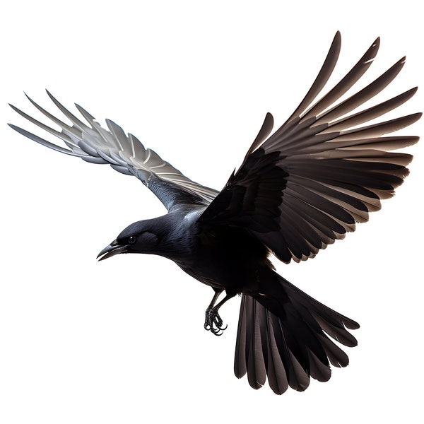 Eleganter Mitternachtsjäger: Majestätischer schwarzer Vogel im Flug – Vogelschönheit, Wildtierkunst, Inneneinrichtung