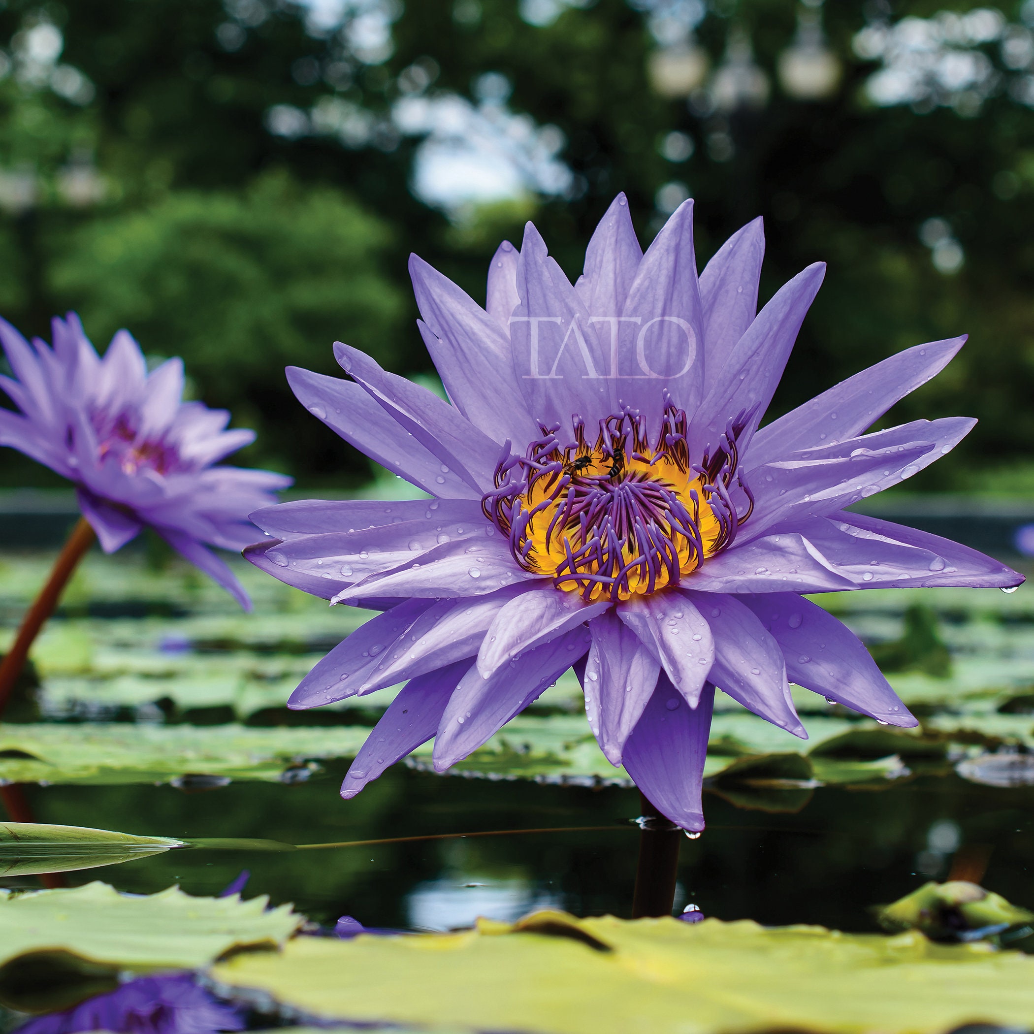Organic Blue Lotus Dried Whole Flowers Premium Nymphaea Caerulea ...