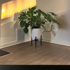 May include: A large green plant with large leaves in a white pot on a black metal stand. The plant is in a room with light wood floors and white walls.