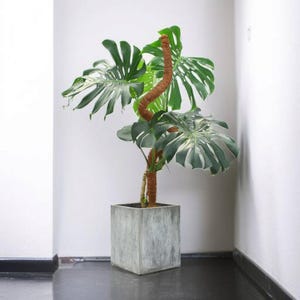 59” Bendable Moss Pole for Monstera and Climbing Plants | Coco Coir Plant Support Stick for Pothos, Ivy & Vines | Large Indoor Plant Stake