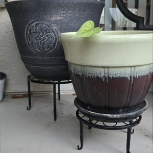 May include: Two decorative flower pots, one dark gray with a floral design and the other cream and burgundy, sit on black metal plant stands. A small green leaf rests on the rim of the cream-colored pot.