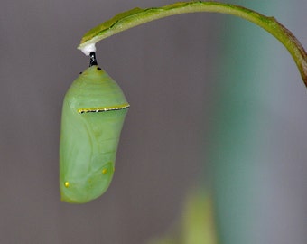 Butterfly chrysalis