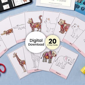 以下が含まれることがあります： 様々な動物のイラストが描かれた20枚の教育用カードセット。外見と内部の骨格や解剖学的構造の両方が示されており、テキストラベルが付いた状態で扇状に並べられています。