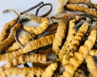 Wilde Cordyceps Sinensis – Yarsagumba uit Nepal