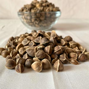 Raw Moringa Seeds (Moringa oleifera) 100% All Natural, GMO free well dried high in quality with eco-friendly packaging-5Kg Pack