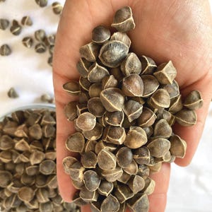 Moringa Oleifera Seeds, Raw Moringa, 100% Natural, GMO Free, Sustainable Packaging, High Quality Seeds 3Kg (6.6lbs)