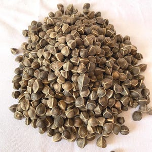 2.2lbs Moringa Oleifera Seeds, Raw Moringa seeds, 100% Natural, GMO Free, Zero Waste Packaging, High Quality moringa Seeds
