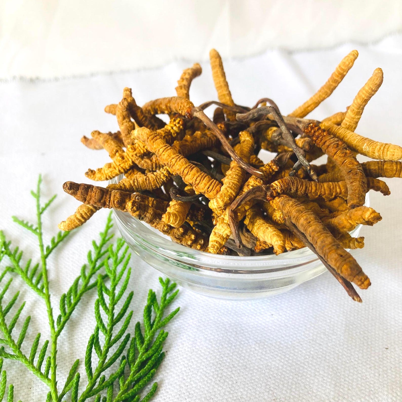 Wildcrafted Cordyceps Sinensis Authentic Himalayan Yarshagumba