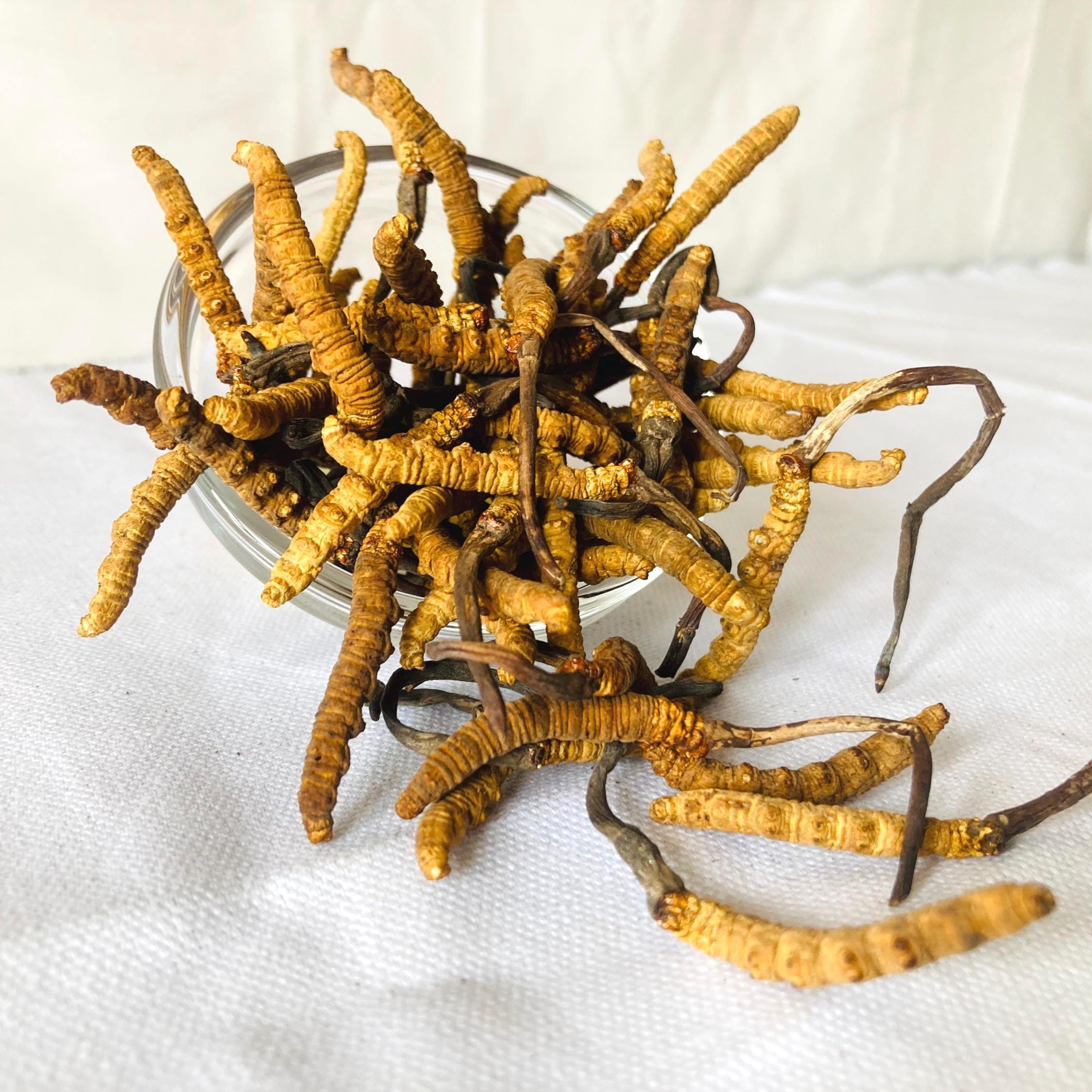 Pure Himalayan Yarsagumba | Wild-harvested Cordyceps Sinensis - Etsy