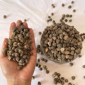 Natural Moringa Oleifera, Best Quality Raw Moringa seeds, 100% Natural, GMO Free, Sustainable Packaging, High Quality moringa Seeds-4.4lbs