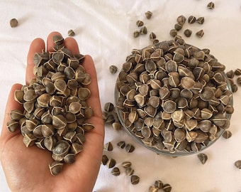 Moringa Seeds 4.4 lbs – Raw & Organic, Non-GMO | Moringa Oleifera Wellness Herb