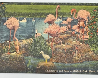 Flamingos and Nests at Hialeah Park, Miami Florida Vintage Linen Postcard