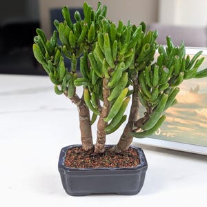 May include: A small Jade plant with green, cylindrical leaves and brown stems, potted in a dark rectangular container. The pot contains reddish-brown pebbles. A laptop is visible in the background. The plant is approximately 15 cm tall.