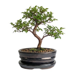 May include: A bonsai tree with a curved brown trunk and small green serrated leaves, planted in a dark, glossy, oval-shaped ceramic pot. The soil surface is covered with small brown pebbles and a patch of green moss at the base of the tree.