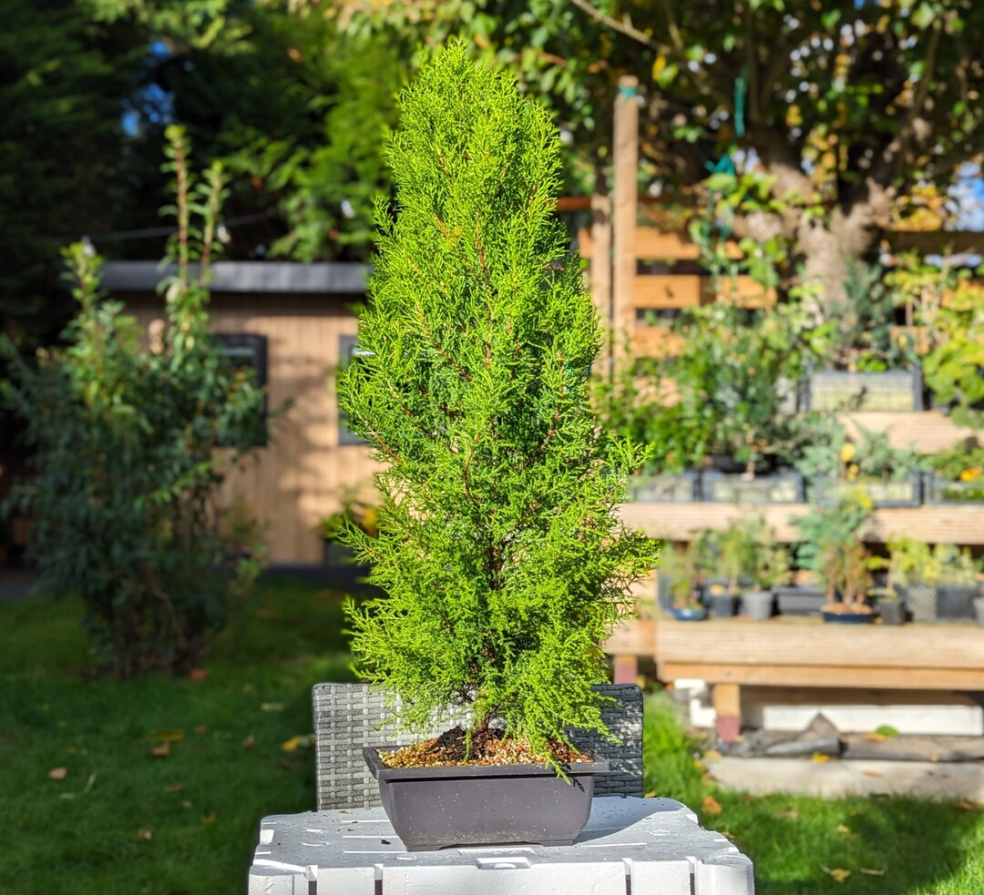 105 Cm Rooted Lemon Cypress Christmas Bonsai Tree Etsy UK