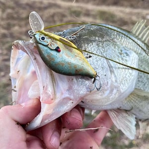 May include: A largemouth bass with its mouth open, holding a green, yellow, and red fishing lure.
