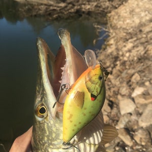 Può includere: Primo piano di un persico trota con la bocca aperta, che tiene un'esca da pesca verde, gialla e arancione con accenti rossi. L'esca ha un design realistico di pesce.