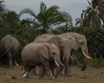 Troupeau d'éléphants - Parc national d'Amboseli, Kenya • Safari familial en Afrique Paysage TÉLÉCHARGEMENT NUMÉRIQUE Photographie 6240x4160 pixels