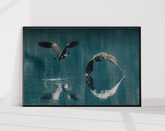 Canada Geese Wall Art Print, Waterfowl Photography, Birds in Flight Nature Print, Lake Wildlife Decor, Rustic Cabin Wall Art, Unframed