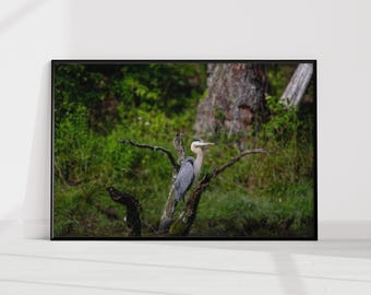 Great Blue Heron Wall Art Print, Wading bird Photography, Herons and cranes Nature Print, Wildlife Wall Decor, Rustic Cabin Art, Unframed
