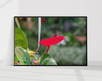 Red Anthurium Wall Art Print, Tropical Flower Photography, Botanical Nature Decor, Minimalist Floral Wall Art, Modern Garden Decor, Unframed