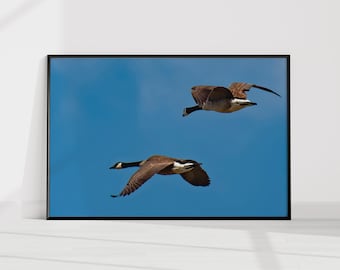 Two Geese in Flight Wall Art Print, Pair of Canada Geese Photography, Waterfowl Sky Print, Minimalist Bird Wall Art, Cabin Decor, Unframed