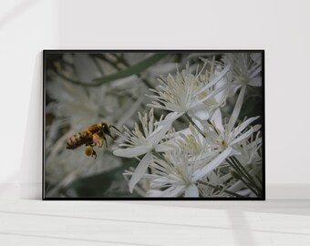 Honey Bee Wall Art Print, Bee Photography, Pollinator Garden Decor, Macro Insect Nature Print, Rustic Farmhouse Wall Art, Unframed