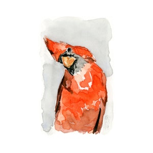 Male Cardinal Art Print