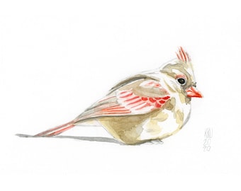 Female Cardinal Art Print