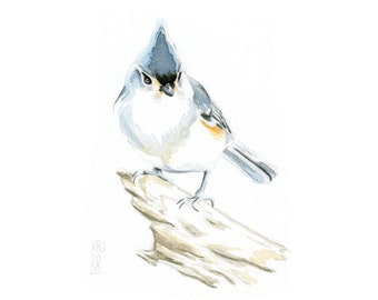 Tufted Titmouse Art Print